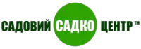 Саженцы хризантемы Бран Айвори